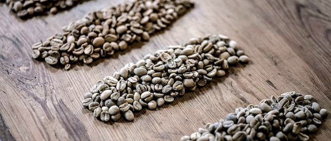 Was Ist Im Schatten Angebauter Kaffee?